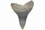 Fossil Mako Tooth - Lee Creek (Aurora), NC #220056-1